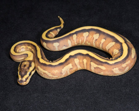 Super Stripe Ball Python