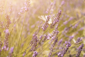 Fototapeta premium Butterfly sitting on lavender. Beautiful purple lavender field