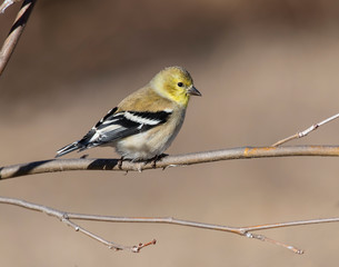 Goldfinch on a perch