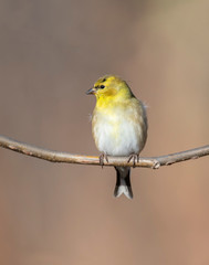 Goldfinch on a perch