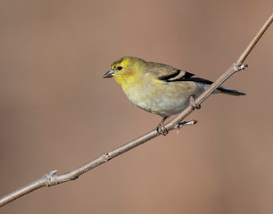 Goldfinch on a perch