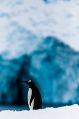 Fototapeta premium Gentoo penguin on the snow and ice of Antarctica with blue mountains and ice caves in the background