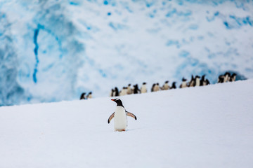 Gentoo penguin on the snow and ice of Antarctica with blue mountains and ice caves and group of penguins in the background