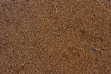 Background processed wheat grains, top view