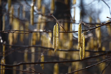 Sunshine made filbert ear rings transparent and gold on color.
