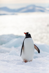 Obraz premium Gentoo penguin on the snow and ice of Antarctica
