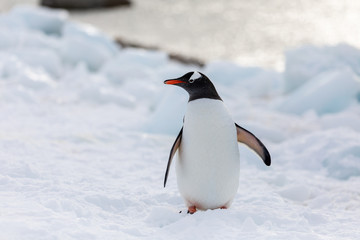 Fototapeta premium Gentoo penguin on the snow and ice of Antarctica
