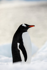 Obraz premium Gentoo penguin on the snow and ice of Antarctica