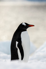 Obraz premium Gentoo penguin on the snow and ice of Antarctica