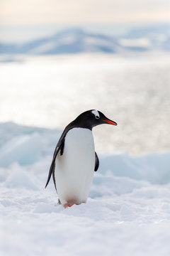 Gentoo penguin on the snow and ice of Antarctica