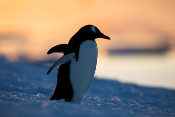 Gentoo penguin on the snow and ice of Antarctica with mountains and yellow orange sky