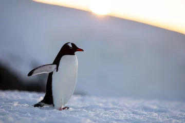 Gardinen Gentoo penguin on the snow and ice of Antarctica with mountains and yellow orange sky © Gabi