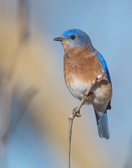 male Eastern Bluebird on a perch