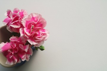 花　カーネーション　ピンク　屋内