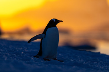 Obraz premium Gentoo penguin on the snow and ice of Antarctica with mountains and yellow orange sky
