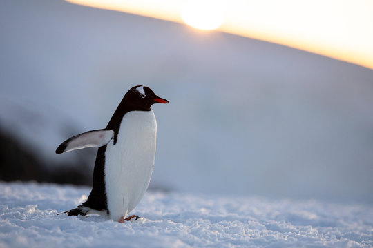 Gentoo penguin on the snow and ice of Antarctica with mountains and yellow orange sky
