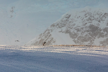 Gentoo penguin on the snow and ice of Antarctica landscape in front of mountains and snow