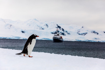 Gentoo penguin on the snow and ice of Antarctica in front of a boat