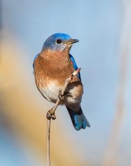 Male Eastern Bluebird on a perch
