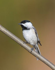 Carolina Chickadee