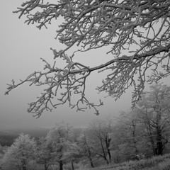 fairytale image in a frozen forest
