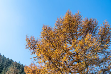 Golden pine leaves of autumn