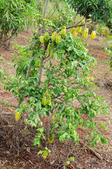 Fototapeta na wymiar Starfruits On Tree