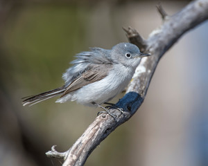 Blue-Gray Gnatcatcher on a perch