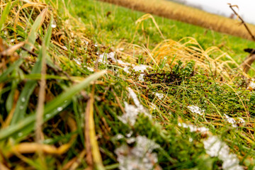 Rund um den Krahforst