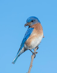 Male Eastern Bluebird bringing food to the nest
