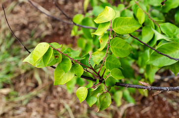 Branches Of Averrhoa Carambola (Starfruit) Tree Leaves