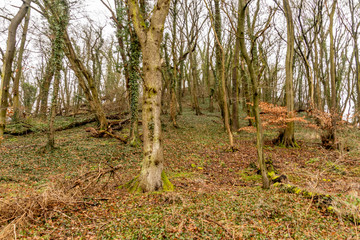 Rund um den Krahforst