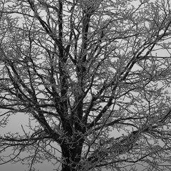 fairytale image in a frozen forest