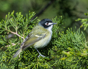 Black-capped Vireo in the Wichita Mountains
