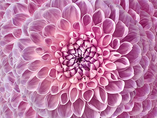 Dahlia pink flower.  Macro. Motley big flower. Background from a flower. Nature.