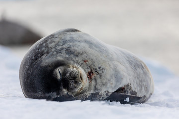 Weddell seal closeup in Antarctica resting on snow and ice, natural wildlife behavior, relaxing with eyes closed