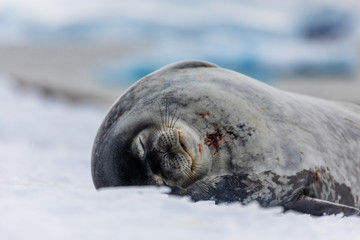 Weddell seal in Antarctica resting on snow and ice, natural wildlife behavior, relaxing with eyes closed