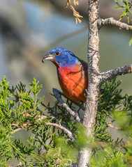 Male Painted Bunting in the Wichita Mountains