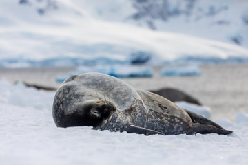 Weddell seal in Antarctica resting on snow and ice, natural wildlife behavior, relaxing with eyes closed