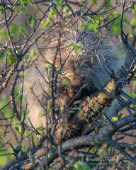 Porcupine hiding in a tree