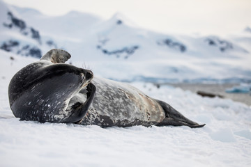 Weddell seal in Antarctica resting on snow and ice, natural wildlife behavior, relaxing with eyes open