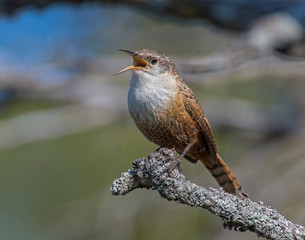 Canyon Wren on a perch