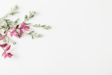 plants on white  background