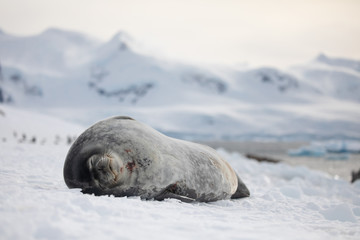 Weddell seal in Antarctica resting on snow and ice, natural wildlife behavior, relaxing with eyes closed