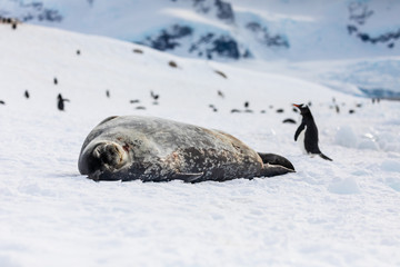 Weddell seal in Antarctica resting on snow and ice, natural wildlife behavior, relaxing with eyes closed