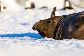Elephant seal in Antarctica resting on snow and ice surrounded by penguins