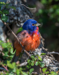 Male Painted Bunting in the Wichita Mountains