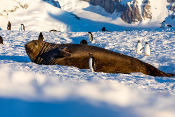 Elephant seal in Antarctica resting on snow and ice surrounded by penguins