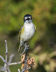 Black0capped Vireo in the Wichita Mountains