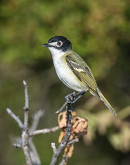 Black0capped Vireo in the Wichita Mountains